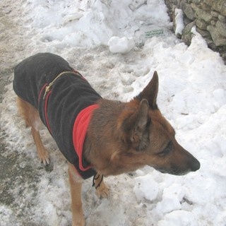 La difesa dell'Enpa: il canile di Cadibona non e' un carcere, venite a visitarlo (foto)