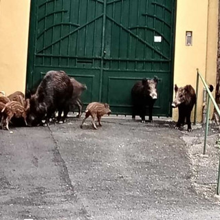 Savona, cinghiali in Corso Ricci. OSA e PAI: "Basta abbattimenti, servono misure strutturali e prevenzione"