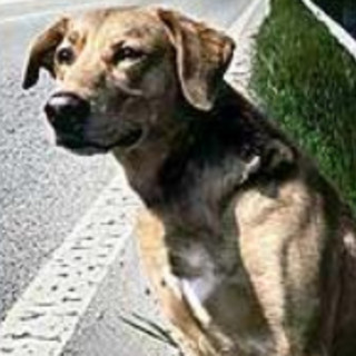 Savona, cagnolina abbandonata nella notte della vigilia di Natale: il padrone la lascia davanti al canile