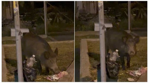 Cinghiale  alla stazione di Savona “spunta” tra i cestini dei rifiuti per uno "spuntino" serale (VIDEO)