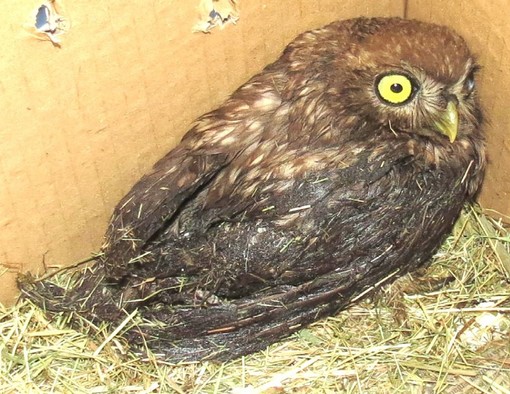 Savona: Civetta salvata da una trappola per topi