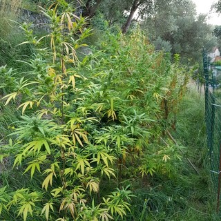 Legalizzazione della Cannabis: presentato un disegno di legge dal senatore del M5S Mantero