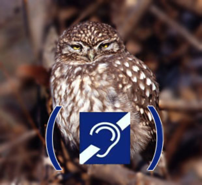 Spiagge per cani: comune di Savona e autorità portuale maglia nera. La bandiera blu utile per raccogliere Spiagge per cani: comune di Savona e autorità portuale maglia nera. La bandiera blu utile per raccogliere