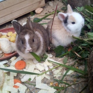 L'appello dell'Enpa Savona: &quot;Cinque coniglietti nani cercano casa&quot;