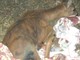 Enpa: cani da caccia, un pericolo. Femmina di capriolo non si salverà Enpa: cani da caccia, un pericolo. Femmina di capriolo non si salverà