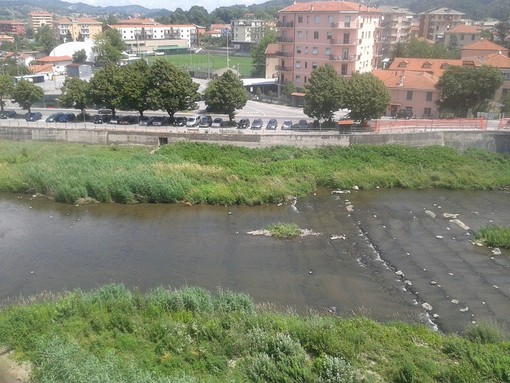 Capriolo al pascolo nel centro di Cairo Montenotte Capriolo al pascolo nel centro di Cairo Montenotte