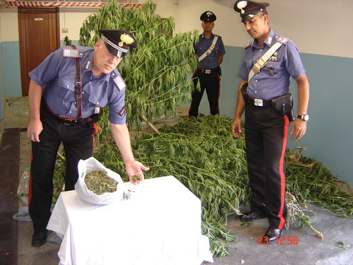 Villanova d'Albenga: scoperta e sequestrata un coltivazione di marijuana. Arrestato il proprietario