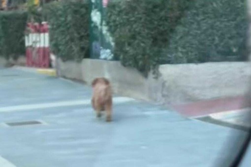 Cane smarrito avvistato in diverse vie di Savona: è un barboncino