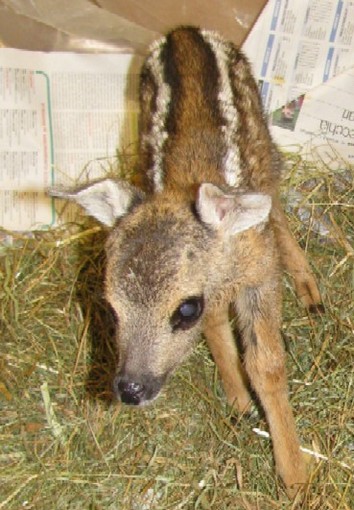 Soccorso dall'Enpa un piccolo di capriolo: e' in gravi condizioni Soccorso dall'Enpa un piccolo di capriolo: e' in gravi condizioni