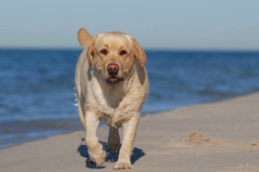 1° ottobre 2014: sì ai cani in spiaggia