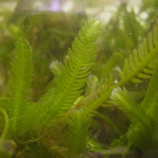 Liguria: alga tossica, genovesi e francesi a confronto