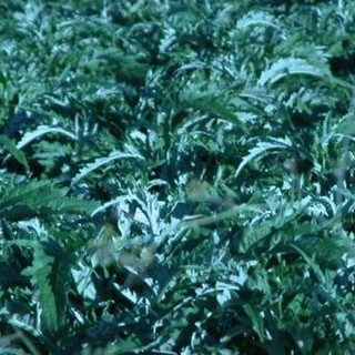 Il gelo colpisce i carciofi nella piana di Albenga