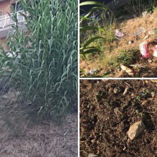 Albissola, branco di cinghiali punta mamma e figlia uscite dal supermercato: "Situazione scappata di mano" (FOTO)