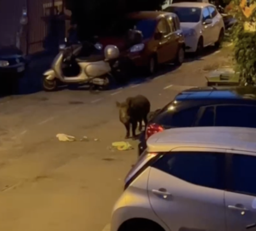 "Cinghiali vicino ai cassonetti dell’umido: cosa accadrà con oltre trenta mastelli in strada?" (VIDEO)