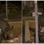 Cinghiale  alla stazione di Savona “spunta” tra i cestini dei rifiuti per uno "spuntino" serale (VIDEO)