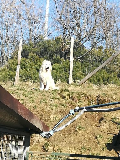 Diuk ha bisogno di una 'casetta': al via una raccolta fondi Diuk ha bisogno di una 'casetta': al via una raccolta fondi