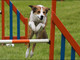 Giornata per l’agility-dog a Loano Giornata per l’agility-dog a Loano