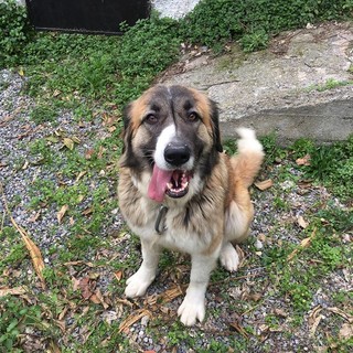Ranzi: l'appello per trovare il proprietario di questa cagnolina
