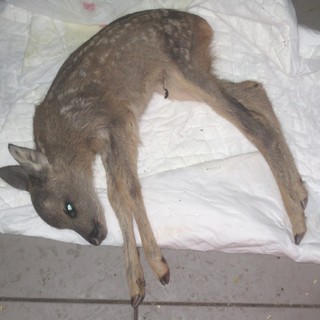 Un cucciolo di capriolo