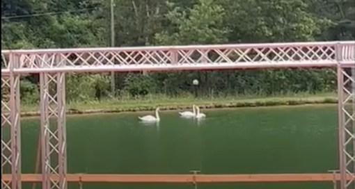 Tre cigni fanno il bagno nei laghetti del Dolmen. Il sindaco Fracchia: "E' la prima volta che li vediamo a Roccavignale"