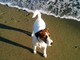 Bergeggi, in via sperimentale confermato un tratto di spiaggia libera per gli animali di piccola taglia