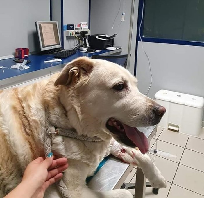 "Aiutiamo Marley e la sua 'mamma'": l'appello lanciato dall'Accademia Kronos Val Bormida "Aiutiamo Marley e la sua 'mamma'": l'appello lanciato dall'Accademia Kronos Val Bormida