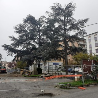 Cairo, augura la morte a sindaco e amministrazione, il commento social sull'abbattimento dei cedri finisce in querela Cairo, augura la morte a sindaco e amministrazione, il commento social sull'abbattimento dei cedri finisce in querela