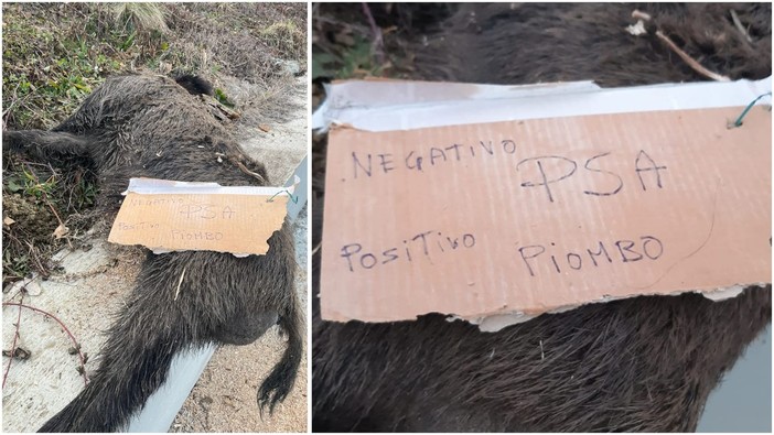 Sassello, carcassa di cinghiale a bordo strada: il cartello choc "Negativo PSA - Positivo Piombo" (FOTO e VIDEO) Sassello, carcassa di cinghiale a bordo strada: il cartello choc "Negativo PSA - Positivo Piombo" (FOTO e VIDEO)