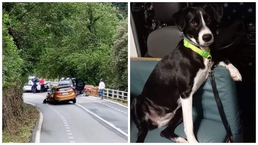 Incidente ad Albisola, per paura un cane scappa: lanciato l'appello per ritrovare Piuma