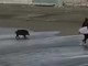 Altro che Poseidone: a Varazze arriva il cinghiale surfista