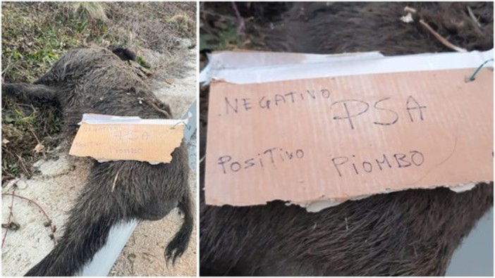 Cinghiale ucciso a bordo strada a Sassello, il vicepresidente Piana risponde al sindaco Buschiazzo: "No a personalismi, serve fronte comune dei territori" Cinghiale ucciso a bordo strada a Sassello, il vicepresidente Piana risponde al sindaco Buschiazzo: "No a personalismi, serve fronte comune dei territori"