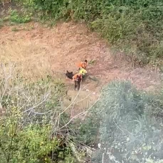 Cinghiale ucciso e trascinato a Legino, Partito Animalista e Osservatorio Savonese: "Peste suina: alla faccia della biosicurezza"