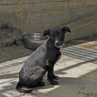 Cucciola rubata dal canile di Finale: "Siamo esasperati, trasferiteci nella nuova struttura"