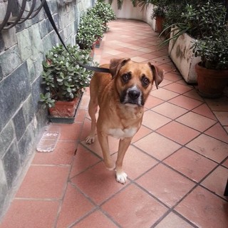 Alassio, chi conosce questo cane?