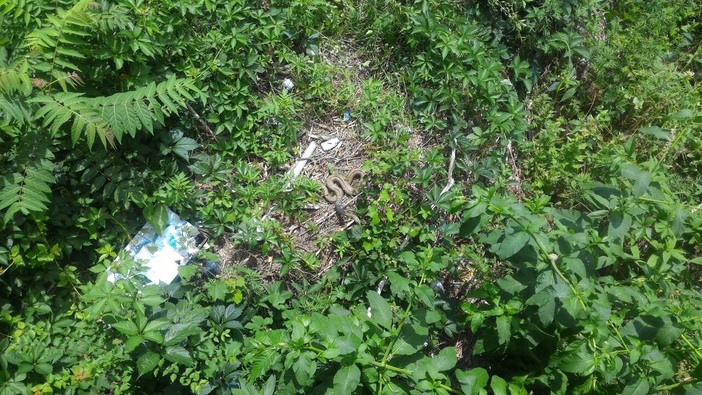 Savona: trova casa nel Letimbro un colubro lacertino, un serpente non pericoloso per l'uomo