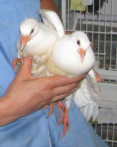 Enpa: colombe della pace maltrattate e abbandonate nei pressi dell'autogrill di Varazze