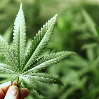 Cannabis libera, depositato il testo del disegno di legge, Mantero (M5S): &quot;Bisogna regolamentare l'autoproduzione&quot;