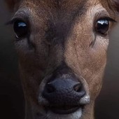 Caccia di selezione ai caprioli nel savonese, PAI e OSA: “Normativa frammentata e poco comprensibile persino agli addetti ai lavori”