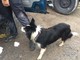 Donna ritrovata viva a Cisano sul Neva: oggi l'ultima missione del cane pompiere 'Canada'