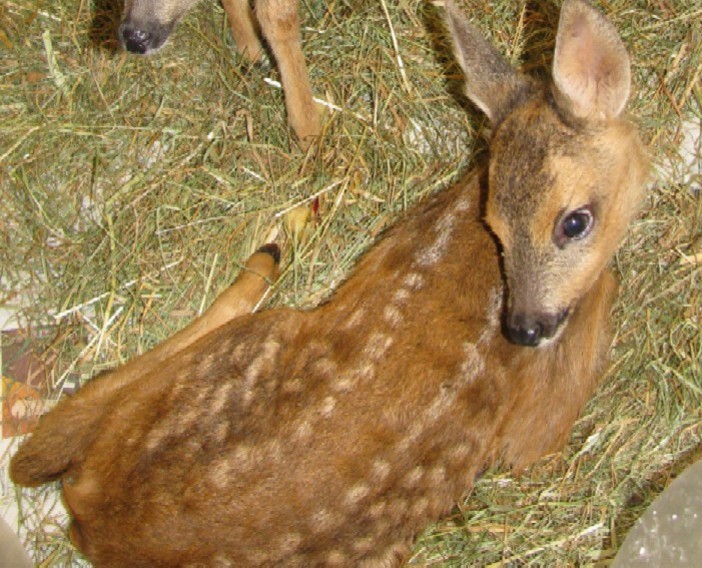 Comincia davvero male questo 2015 per la fauna selvatica, secondo la Protezione Animali savonese Comincia davvero male questo 2015 per la fauna selvatica, secondo la Protezione Animali savonese