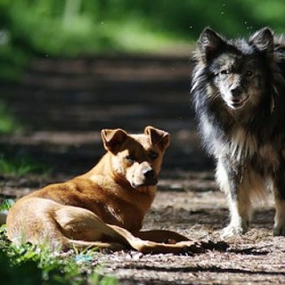 Venerdì 11 luglio c'è la 'Cena Cagnara' a Savona