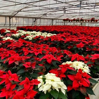 Dpcm: con l'ok alla vendita di piante e fiori in prefestivi e festivi, via libera agli acquisti degli alberi e delle Stelle di Natale "Made in Liguria"