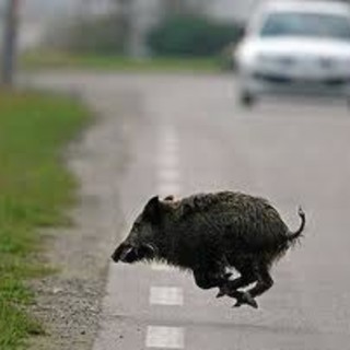 Albenga: attenzione! Cinghiali in autostrada