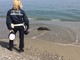 Trovato un cinghiale morto sulla spiaggia di Ceriale
