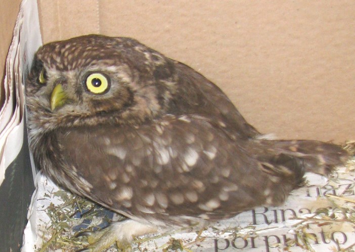 La civetta intrappolata La civetta intrappolata