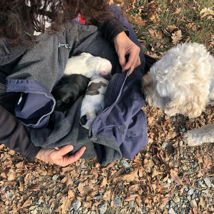 Cosseria, cuccioli abbandonati nei boschi: il Comune si farà carico delle spese