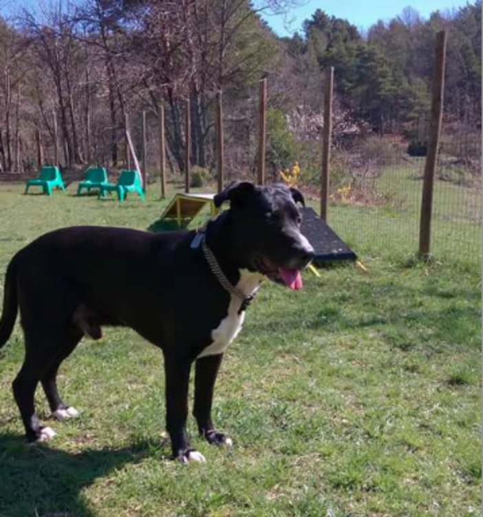 Savona, al via la raccolta per pagare l'affitto a Fabrizio e Black