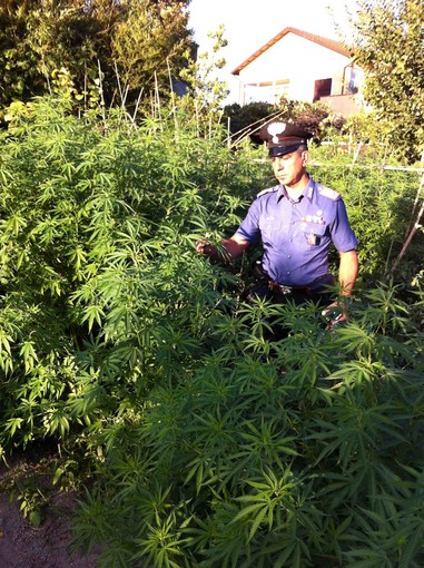 Villanova, fermato con l'hashish, scoprono a casa sua una piantagione di marijuana e oppio: arrestato