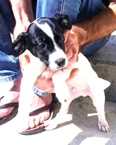 Abbandonata cagnolina incinta, mamma e due cuccioli cercano casa Abbandonata cagnolina incinta, mamma e due cuccioli cercano casa