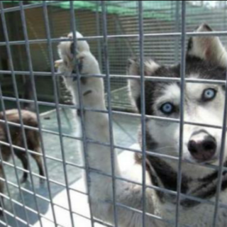 Alassio, l'Accademia Kronos e il Comune aiutano un giovane cane malato di tumore